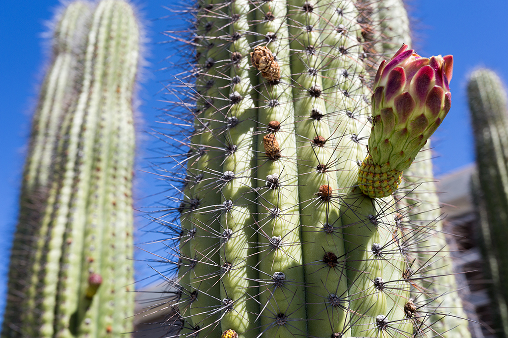 10-19 - 04.jpg - Organ Pipe Cactus National Monument